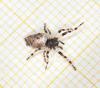 Cyclosa oculata
